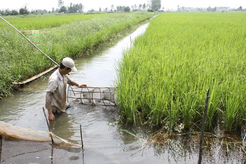 Rice-shrimp farming: an effective and sustainable production model - ảnh 1
